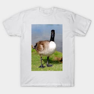 Canada Goose Canadian Geese Wild Bird T-Shirt